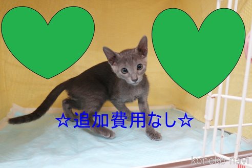 成約済の東京都のロシアンブルー-64806の3枚目