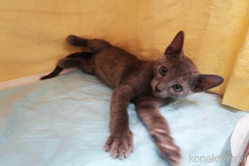 成約済の東京都のロシアンブルー-64806の2枚目