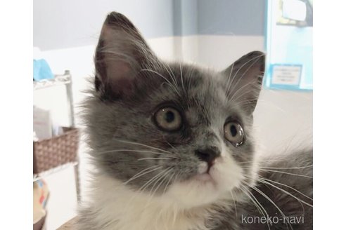 販売中の千葉県のラガマフィン-63515の4枚目