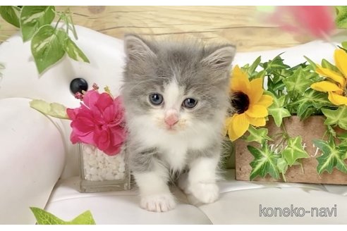 販売中の愛知県のサイベリアン-66081