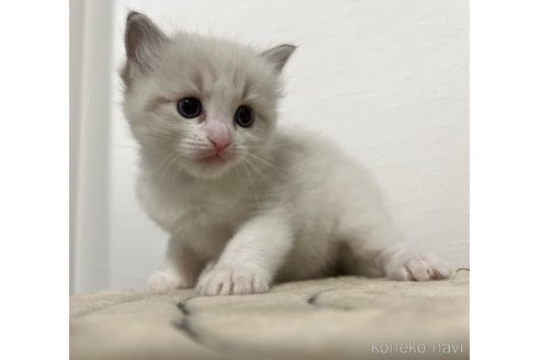 成約済の神奈川県のラグドール-66485の1枚目