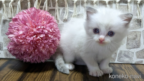 成約済の茨城県のラグドール-65723の1枚目