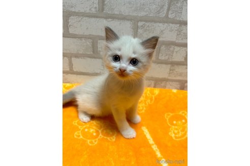 販売中の広島県のラグドール-66532