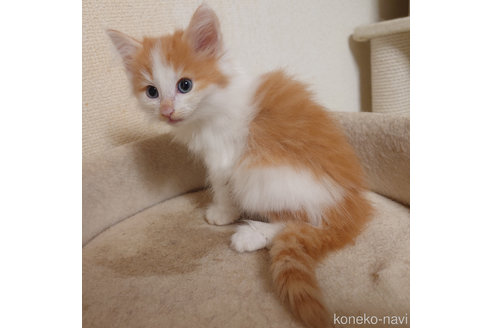 成約済の埼玉県のノルウェージャンフォレストキャット-63792の2枚目
