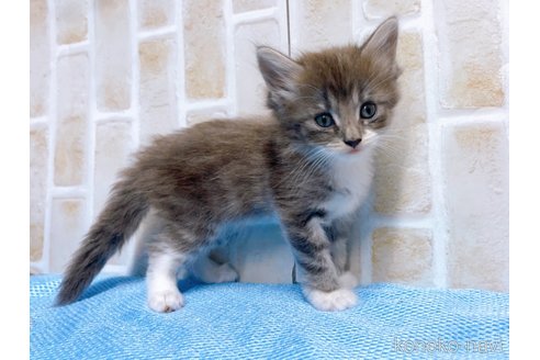 成約済の東京都のサイベリアン-66866の8枚目