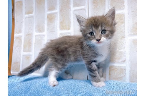 成約済の東京都のサイベリアン-66866の2枚目