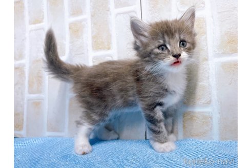 成約済の東京都のサイベリアン-66866の3枚目