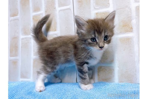 成約済の東京都のサイベリアン-66866の4枚目