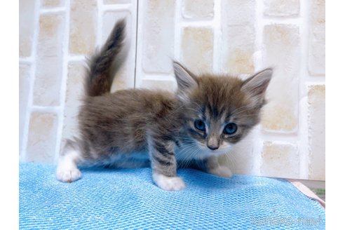 成約済の東京都のサイベリアン-66866の5枚目