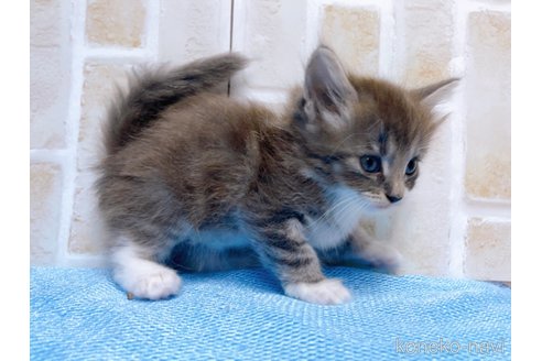 成約済の東京都のサイベリアン-66866の6枚目