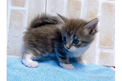 成約済の東京都のサイベリアン-66866の7枚目