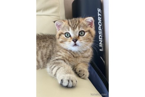 販売中の福岡県のスコティッシュフォールド(折れ耳)-66591