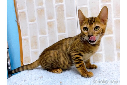 成約済の東京都のトイガー-65120の2枚目