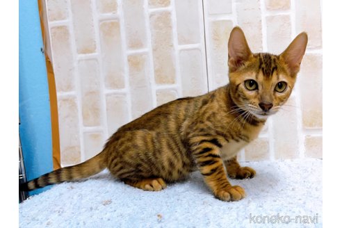 成約済の東京都のトイガー-65120の3枚目