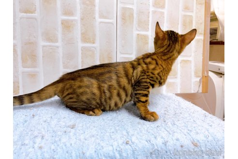 成約済の東京都のトイガー-65120の4枚目