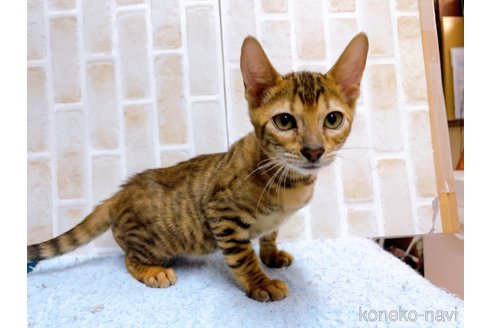 成約済の東京都のトイガー-65120の5枚目