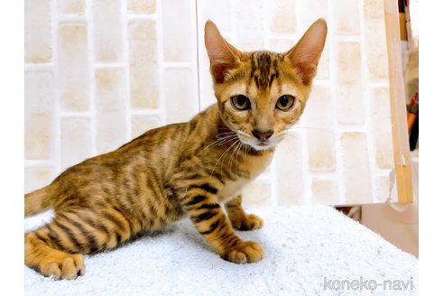 成約済の東京都のトイガー-65120の6枚目