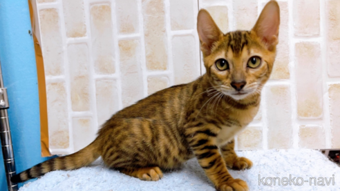 成約済の東京都のトイガー-65120の1枚目