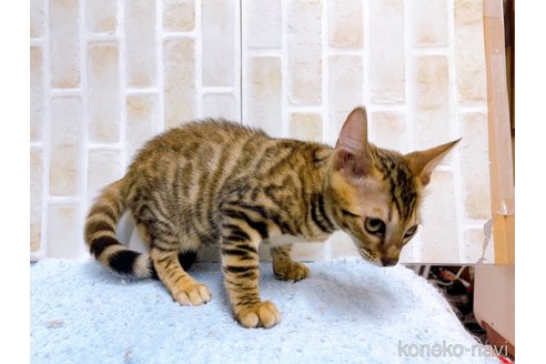 成約済の東京都のトイガー-65119の3枚目