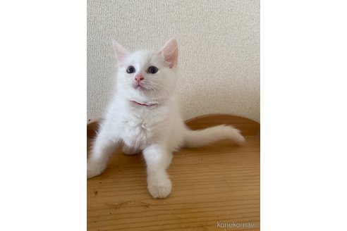 成約済の埼玉県のラグドール-66629の10枚目