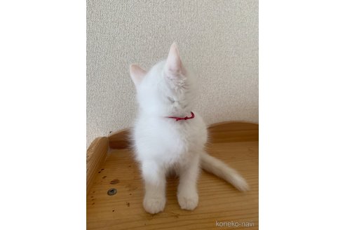 成約済の埼玉県のラグドール-66629の16枚目