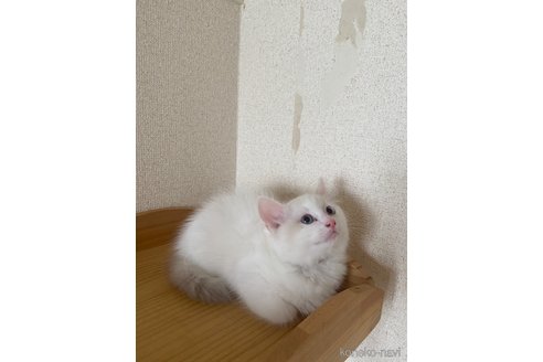 成約済の埼玉県のラグドール-66630の17枚目