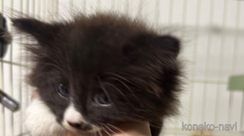 販売中の岡山県のノルウェージャンフォレストキャット-66635