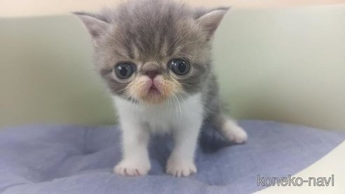販売中の岐阜県のエキゾチックショートヘア-66670