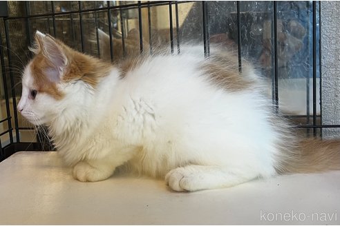 成約済の島根県のノルウェージャンフォレストキャット-62695の4枚目