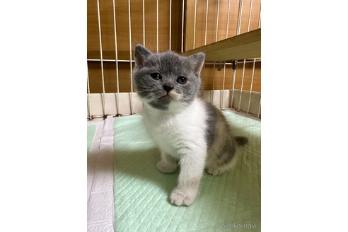 販売中の栃木県のブリティッシュショートヘア-65158
