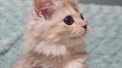 成約済の群馬県のミックス-66722の3枚目