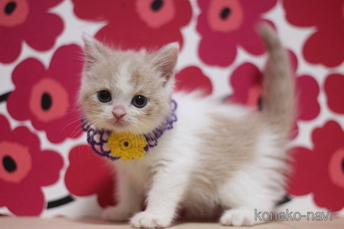 成約済の東京都のスコティッシュフォールド-66723の1枚目