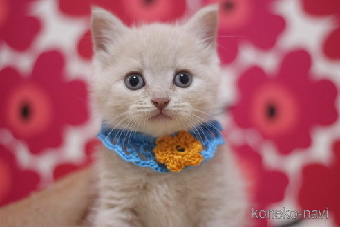 成約済の東京都のマンチカン-66724の1枚目