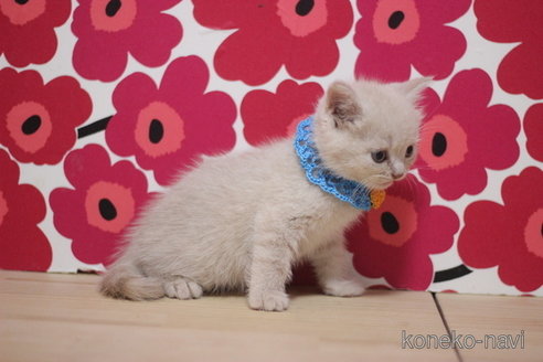 成約済の東京都のマンチカン-66724の2枚目