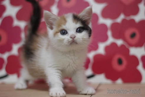 成約済の東京都のマンチカン-66725