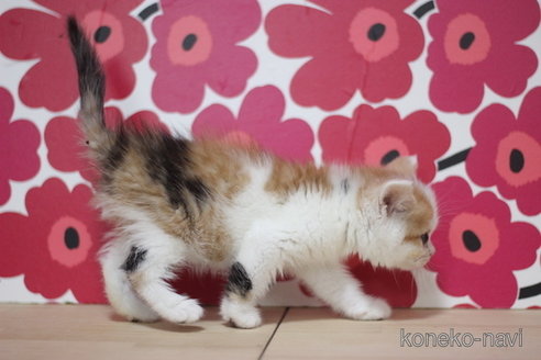 成約済の東京都のマンチカン-66725の2枚目