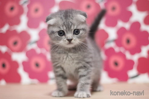 成約済の東京都のスコティッシュフォールド(折れ耳)-66726