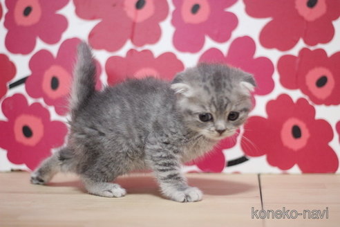 成約済の東京都のスコティッシュフォールド(折れ耳)-66726の2枚目