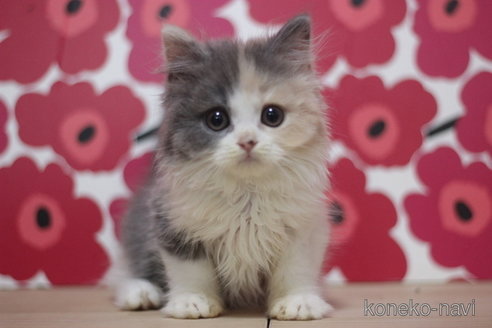 成約済の東京都のスコティッシュフォールド-66727