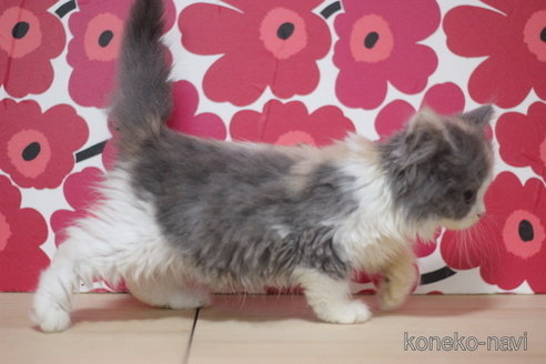 成約済の東京都のスコティッシュフォールド-66727の2枚目