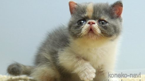 販売中の群馬県のエキゾチックショートヘア-66741