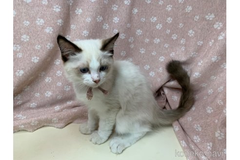 成約済の埼玉県のラグドール-61444の5枚目