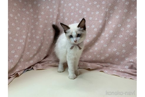 成約済の埼玉県のラグドール-61444の7枚目