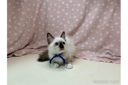 成約済の埼玉県のラグドール-63375の8枚目