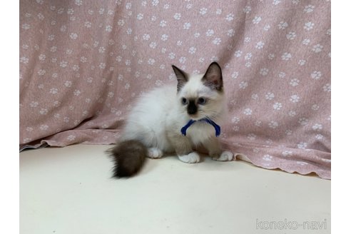 成約済の埼玉県のラグドール-63375の6枚目