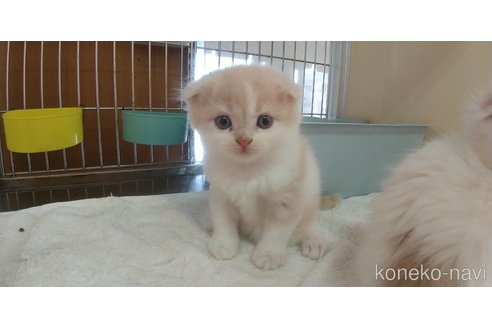 成約済の愛知県のスコティッシュフォールド(折れ耳)-66449の4枚目