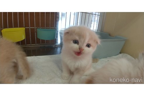 成約済の愛知県のスコティッシュフォールド(折れ耳)-66449の5枚目