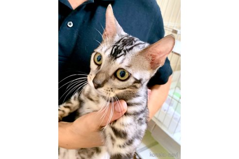 販売中の静岡県のベンガル-55064