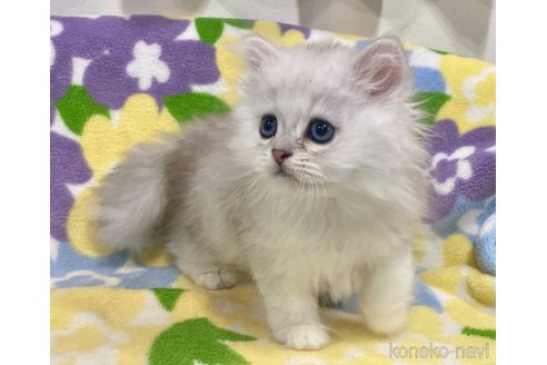 成約済の神奈川県のペルシャ(チンチラ)-64937の1枚目