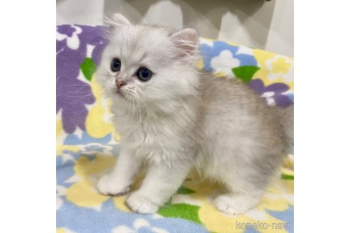 成約済の神奈川県のペルシャ(チンチラ)-66258の3枚目